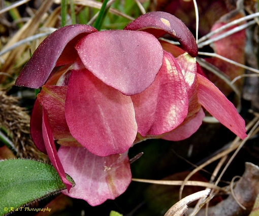 {Sarracenia rosea}